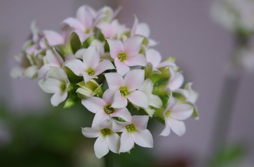 white flowers