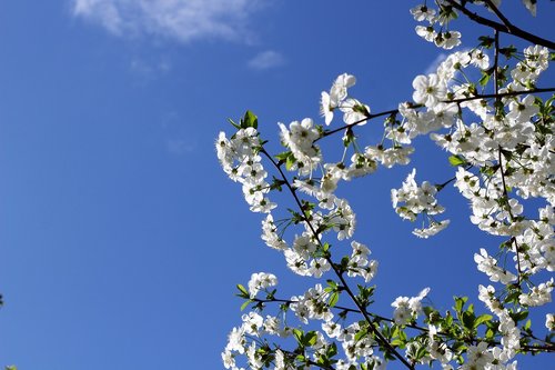 white flowers  spring  floral