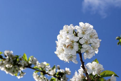 white flowers  spring  floral