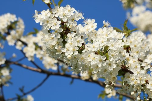 white flowers  blossoming cherry  branch
