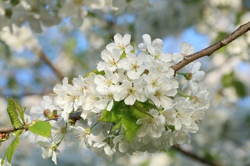 white flowers  blossoming cherry  branch