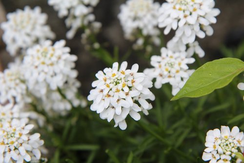 white flowers  spring  thlaspi
