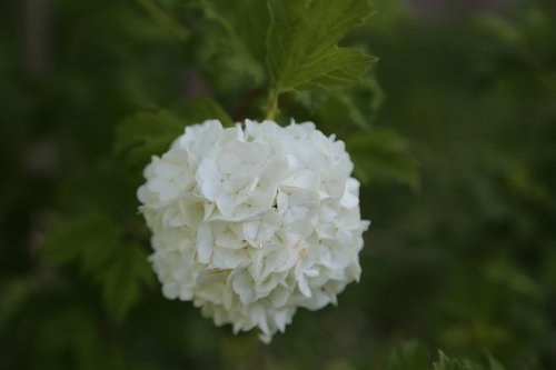 white flowers  nature  flower