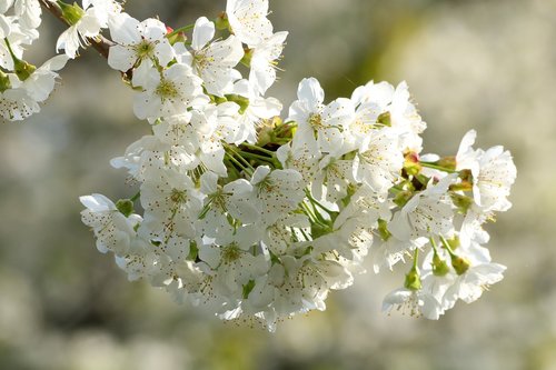 white flowers  blossoming cherry  flowering