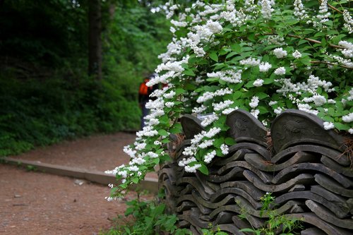 white flowers  the vine  flowers