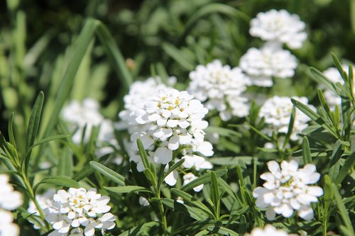 white flowers  perennial  rockery