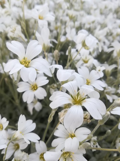 white flowers  garden