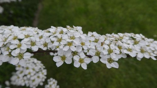 white flowers  spring  bush