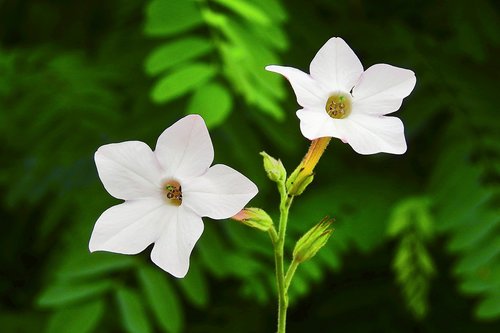 white flowers  nature  summer