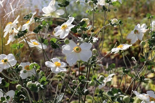 white flowers  summer flowers  blossom