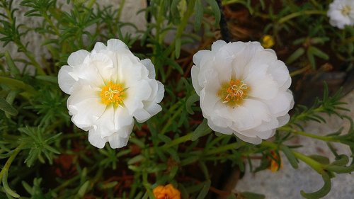 white flowers  moss rose  white moss rose