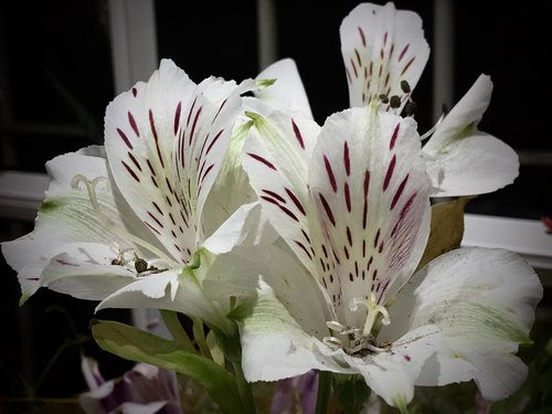 white flowers  pistils  plant