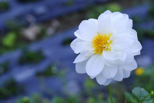 white flowers  blossoms  garden