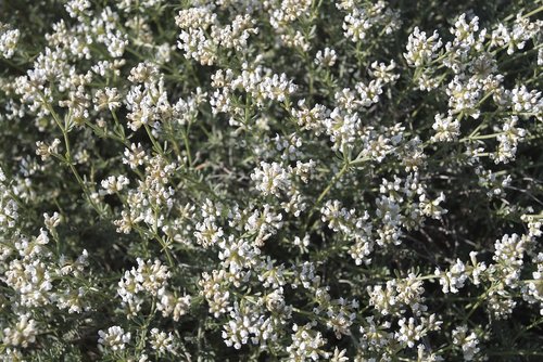 white flowers  mediterranean vegetation  medicinal plants