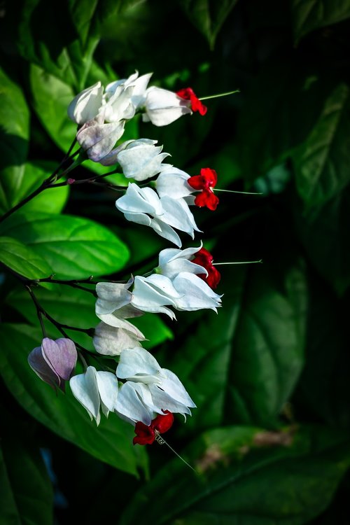 white flowers  greenhouse  botanical garden