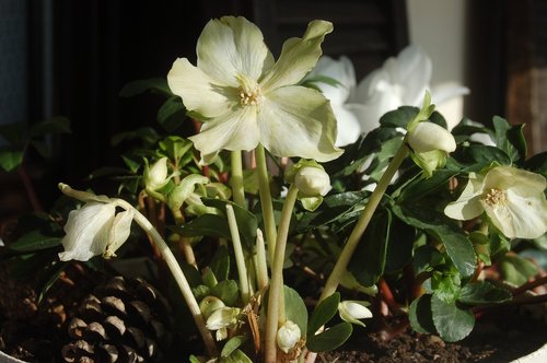 white flowers  christmas rose  hellebore