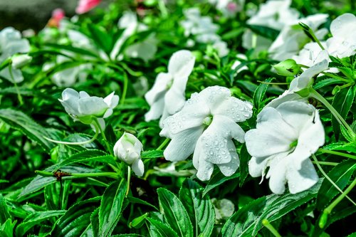 white flowers  garden flower  flower garden