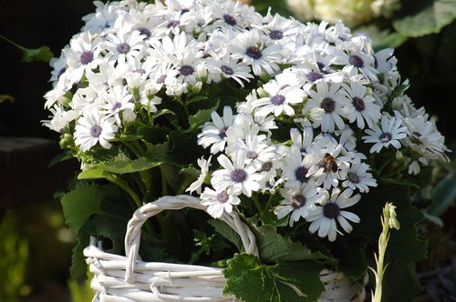 white flowers  plant  spring