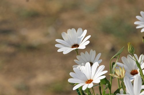 white flowers  nature  beauty