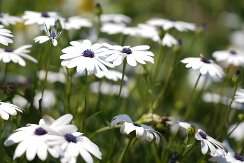 white flowers  flowers  spring
