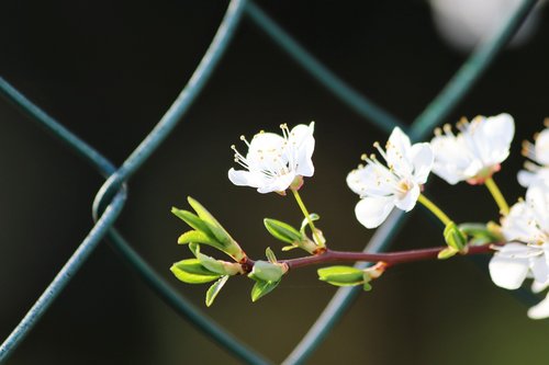 white flowers  spring  fence net
