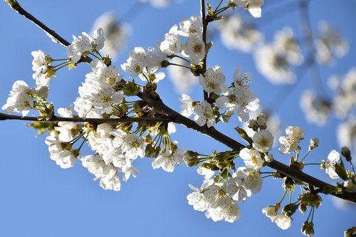 white flowers  branches  spring