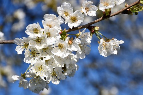 white flowers  branches  spring