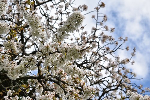 white flowers  shrubs  cherry flowers