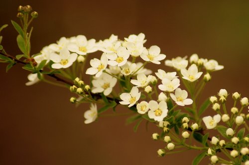 white flowers  tawuła  bush
