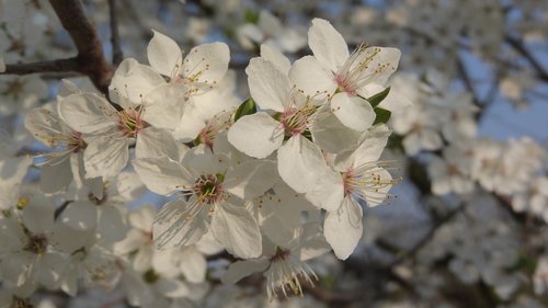 white flowers  spring flowers  flowering tree