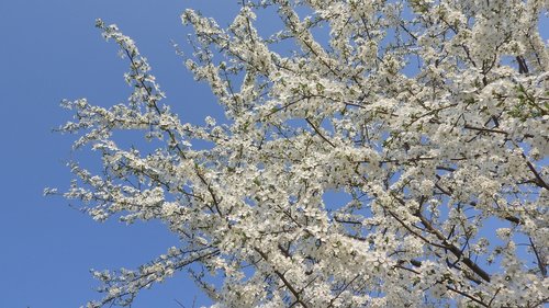 white flowers  spring flowers  flowering tree