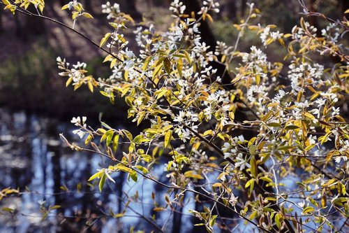 white flowers  water  blossom