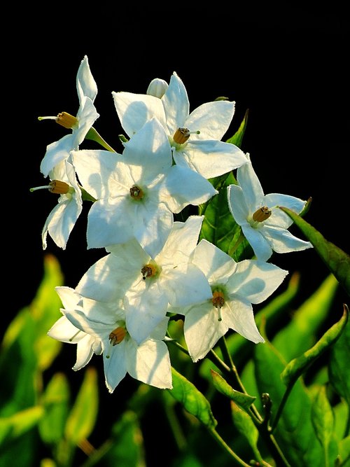 white flowers  jasmin-solanum  backlight