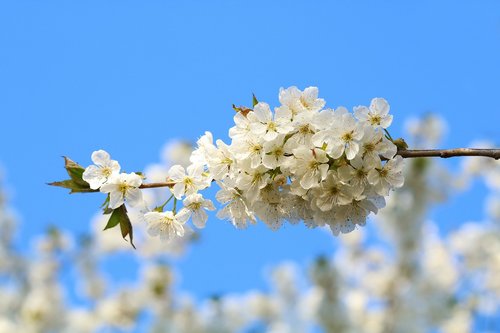white flowers  flowering  branch