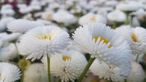 white flowers  park  spring