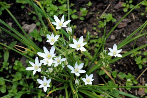 white flowers  delicate  flowering