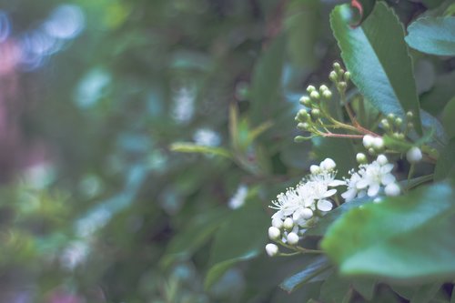 white flowers  spring  bloom