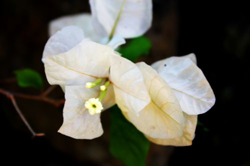 White Flowers 5