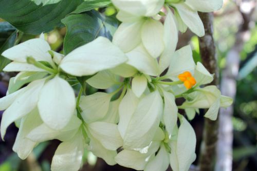 White Flowers 6