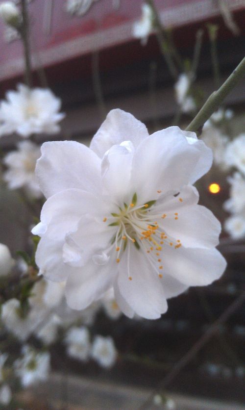櫻 white flowers cherry blossoms flower