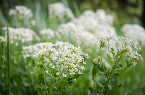 white flowers spring flowers flowers