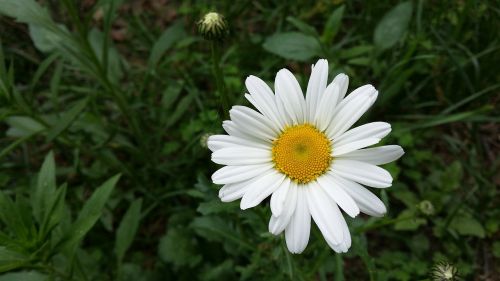 white flowers white flowers