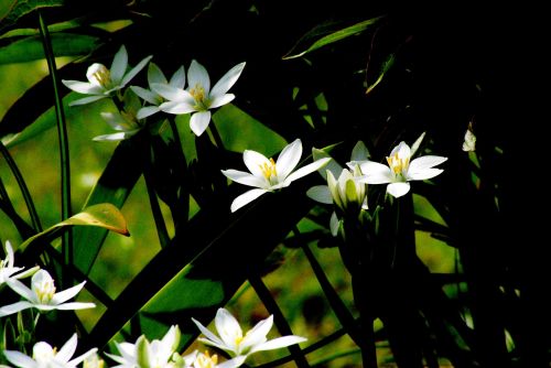 white flowers garden contrast