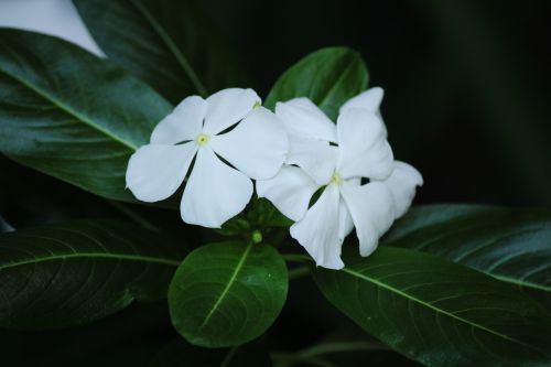 White Flowers 8