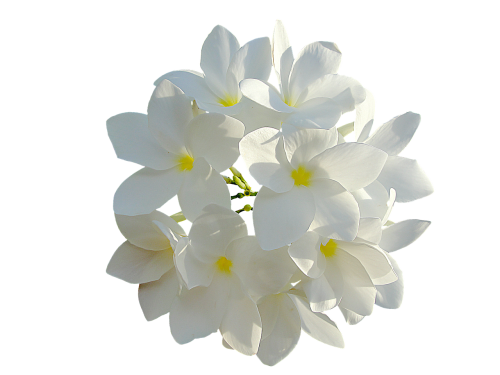 white flowers bouquet of flowers flowers