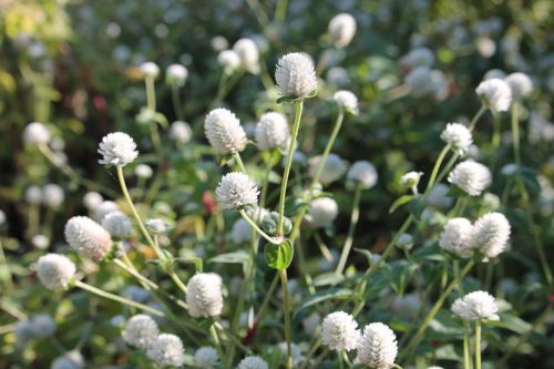 white flowers summer flowers plant