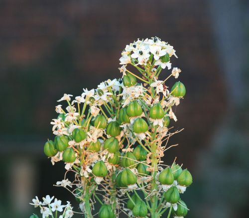 White Flowers And Green Seed Pods