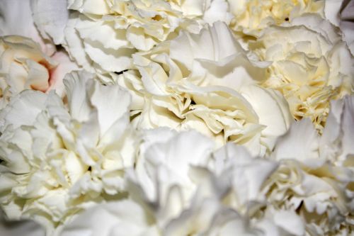 White Flowers Background