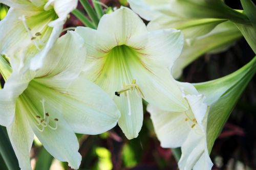 White Flowers Background