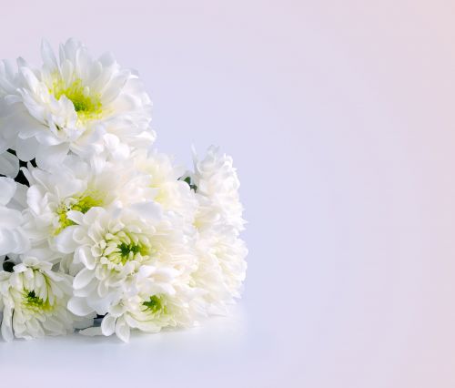 White Flowers For The Holiday